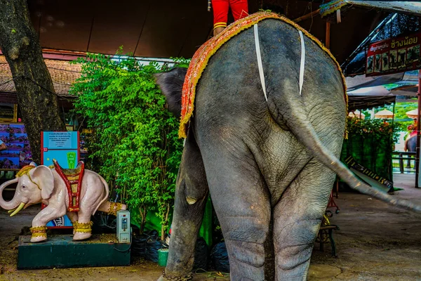 Fil Kampı Fili (Tayland Au Taya). Çekim yeri: Tayland, Ayutthaya