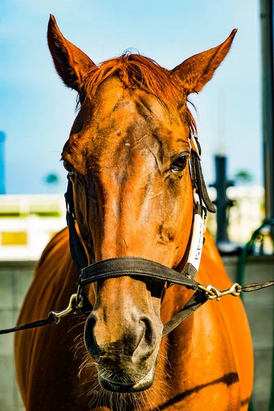 Bruna Och Coola Hästar Skytteläge Hokkaido — Stockfoto