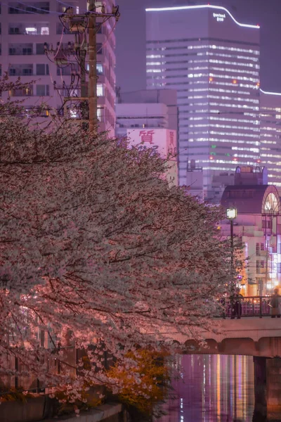 Ookigawa Gecesi Sakura Çekim Yeri Yokohama Şehir Kanagawa Ili — Stok fotoğraf