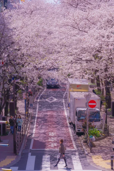 Shibuya Sakura Saka Pełni Kwitną Kwiaty Wiśni Strzelanie Lokalizacja Tokio — Zdjęcie stockowe