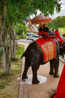 Fil Kampı Fili (Tayland Au Taya). Çekim yeri: Tayland, Ayutthaya