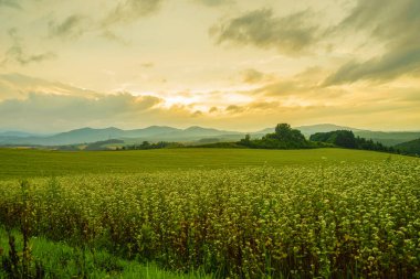 Hokkaido 'da çayırda gün batımı manzarası. Çekim Konumu: Hokkaido Biei-cho