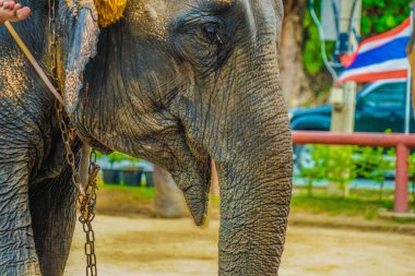 Fil Kampı Fili (Tayland Au Taya). Çekim yeri: Tayland, Ayutthaya
