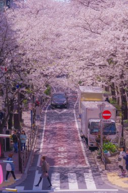Shibuya Sakura ve çiçek açmış kiraz çiçekleri. Çekim yeri: Tokyo Büyükşehir Bölgesi