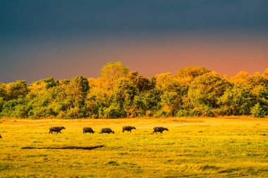 Minnelia Ulusal Parkı 'ndaki (Sri Lanka) büyük bir grup sığır. Çekim Konumu: Sri Lanka, Candy