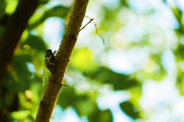 Abrasemi yaz ormanında. Çekim yeri: Tokyo Büyükşehir Bölgesi