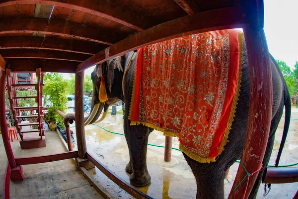 Elephant Camp Elephant Thailand Taya Shooting Location Thailand Ayutthaya — Stock Photo, Image