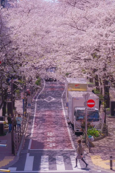 Shibuya Sakura Saka Piena Fioritura Fiori Ciliegio Luogo Delle Riprese — Foto Stock