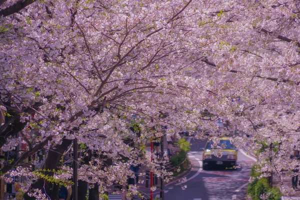 Shibuya Sakura Çiçek Açmış Kiraz Çiçekleri Çekim Yeri Tokyo Büyükşehir — Stok fotoğraf