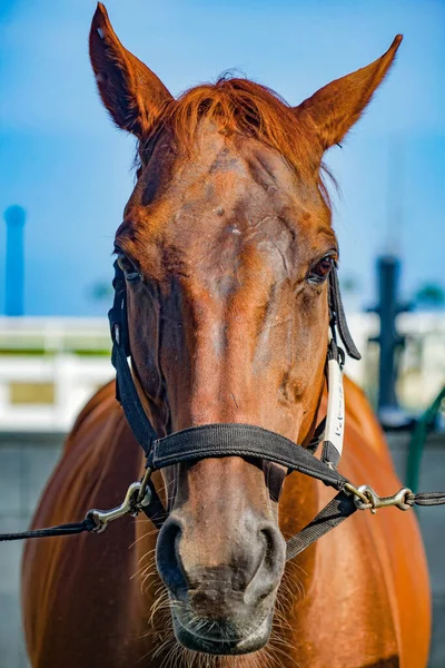 Bruine Coole Paarden Schietplaats Hokkaido — Stockfoto