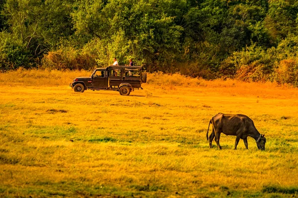 Gran Grupo Ganado Parque Nacional Minnelia Sri Lanka Ubicación Del — Foto de Stock