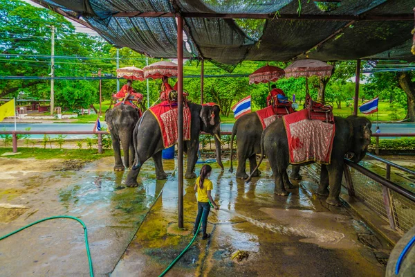 Sloní Tábor Slon Thajsko Taya Místo Střelby Thajsko Ayutthaya — Stock fotografie