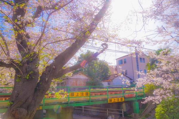 Cseresznyevirág Nambu Vonal Virágzik Lövöldözés Helye Kawasaki Város Kanagawa Prefektúra — Stock Fotó