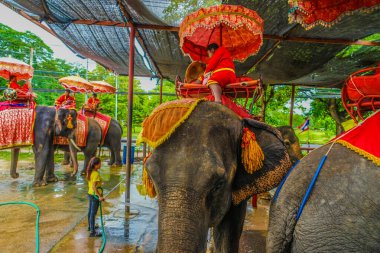 Fil Kampı Fili (Tayland Au Taya). Çekim yeri: Tayland, Ayutthaya