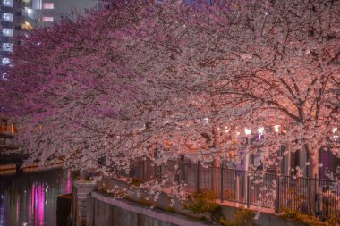 Ookigawa Gecesi Sakura. Çekim yeri: Yokohama-şehir kanagawa ili