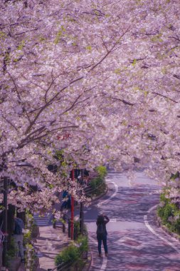 Shibuya Sakura ve çiçek açmış kiraz çiçekleri. Çekim yeri: Tokyo Büyükşehir Bölgesi