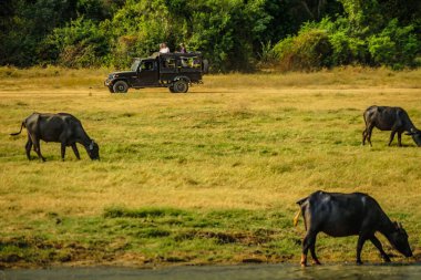 Minnelia Ulusal Parkı 'ndaki (Sri Lanka) büyük bir grup sığır. Çekim Konumu: Sri Lanka, Candy
