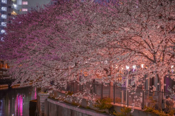 Ookigawa Night Sakura Schietplaats Yokohama Stad Kanagawa Prefectuur — Stockfoto