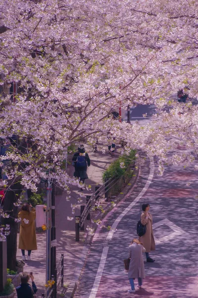 Shibuya Sakura Saka Teljes Cseresznyevirágzás Lövöldözés Helyszín Tokió Nagyvárosi Területe — Stock Fotó