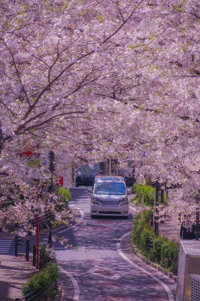 石谷樱花 盛开的樱花 射击地点 东京大都市地区 — 图库照片