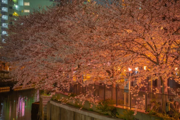 Νύχτα Ookigawa Sakura Τοποθεσία Νομός Γιοκοχάμα Πόλη Καναγκάουα — Φωτογραφία Αρχείου