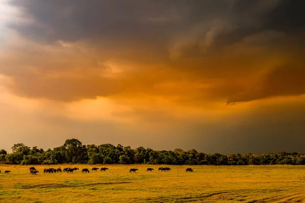 Große Gruppe Von Rindern Minnelia Nationalpark Sri Lanka Drehort Sri — Stockfoto