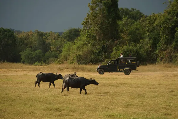 Large Group Cattle Minnelia National Park Sri Lanka Shooting Location — Stock Photo, Image