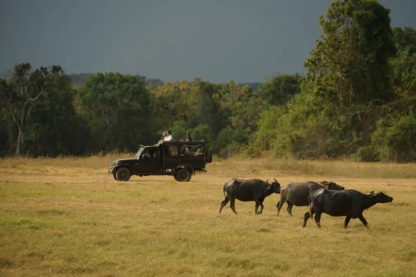 Large Group Cattle Minnelia National Park Sri Lanka Shooting Location — Stock Photo, Image