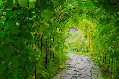 Bitki tüneli görüntüsü. Çekim Konumu: Hokkaido Furano