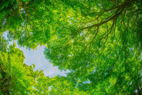 Зеленый Мидзи Голубое Небо Место Стрельбы Камакура Префектура Канагава — стоковое фото