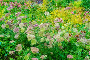Yol çok renkli çiçeklerle çevrili. Çekim Konumu: Hokkaido Furano