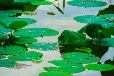 Lotus yaprakları ve gölet. Çekim yeri: Kamakura Şehri, Kanagawa Bölgesi