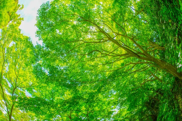 Зеленый Мидзи Голубое Небо Место Стрельбы Камакура Префектура Канагава — стоковое фото