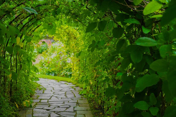 Imagem Túnel Das Plantas Localização Tiro Hokkaido Furano — Fotografia de Stock