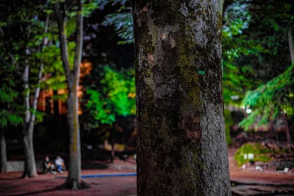 Gran Árbol Parque Nocturno Ubicación Del Disparo Tokyo Musashino City —  Fotos de Stock