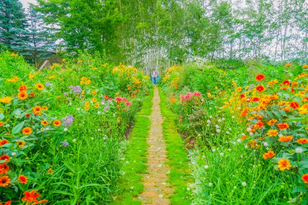 Weg Omgeven Door Veelkleurige Bloemen Schietplaats Hokkaido Furano — Stockfoto