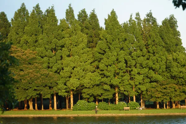 Mizumoto Park Forest Blue Sky Shooting Location Katsushika Tokyo — Stock Photo, Image