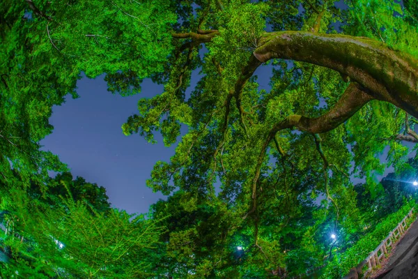 Großer Baum Und Nachtpark Drehort Tokio Musashino City — Stockfoto
