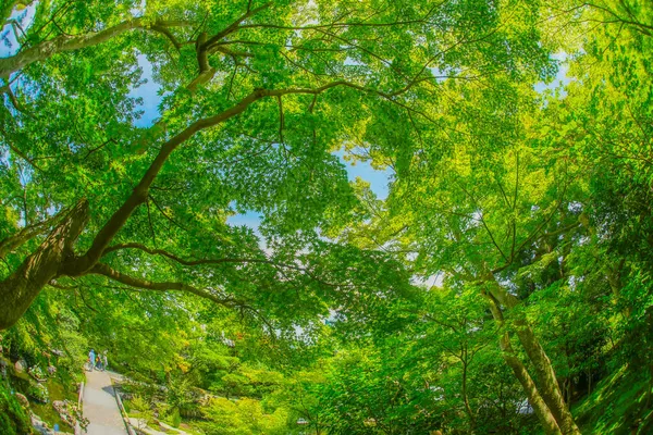 Πράσινο Μίτζι Και Μπλε Ουρανός Τοποθεσία Πόλη Kamakura Νομός Kanagawa — Φωτογραφία Αρχείου