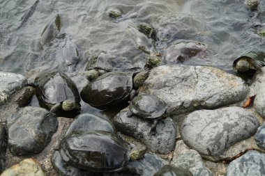 Kayalık bir yerde bir sürü kaplumbağa. Çekim yeri: Kamakura Şehri, Kanagawa Bölgesi