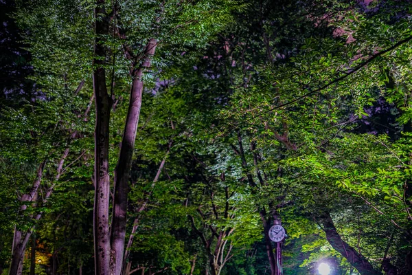 Büyük Ağaç Gece Parkı Çekim Yeri Tokyo Musashino Şehri — Stok fotoğraf