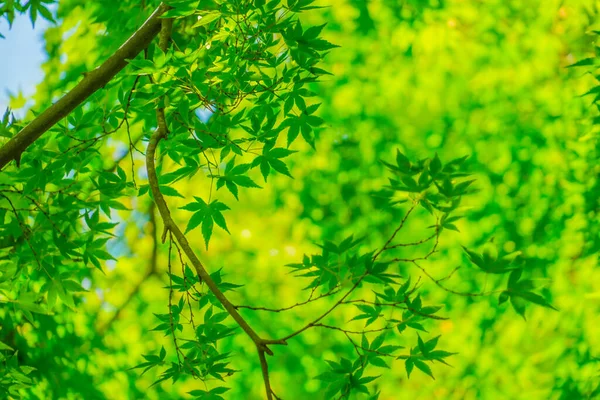 Πράσινο Μίτζι Και Μπλε Ουρανός Τοποθεσία Πόλη Kamakura Νομός Kanagawa — Φωτογραφία Αρχείου