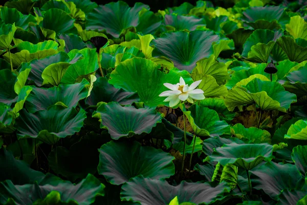 Folhas Lótus Lagoa Localização Tiroteio Kamakura City Kanagawa Prefecture — Fotografia de Stock