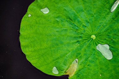 Lotus yaprakları ve gölet. Çekim yeri: Kamakura Şehri, Kanagawa Bölgesi