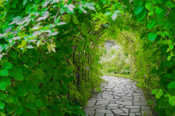 Imagem Túnel Das Plantas Localização Tiro Hokkaido Furano — Fotografia de Stock