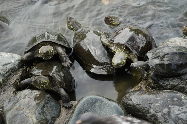 Veel Schildpad Van Rotsachtige Plek Schietplaats Kamakura City Prefectuur Kanagawa — Stockfoto