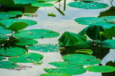 Lotus yaprakları ve gölet. Çekim yeri: Kamakura Şehri, Kanagawa Bölgesi