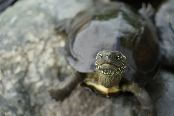 Mange Skildpadde Klippefyldt Sted Skydested Kamakura City Kanagawa Prefecture - Stock-foto