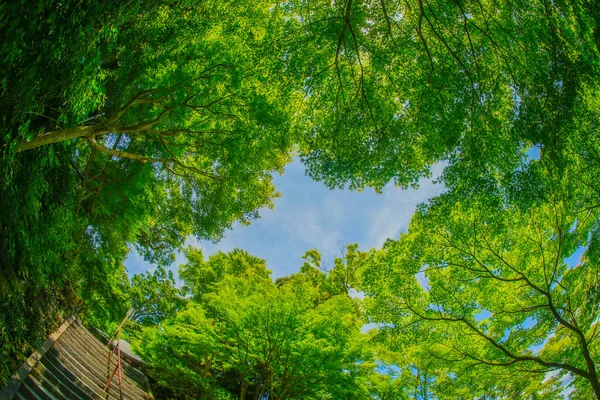Miji Verde Céu Azul Localização Tiroteio Kamakura City Kanagawa Prefecture — Fotografia de Stock