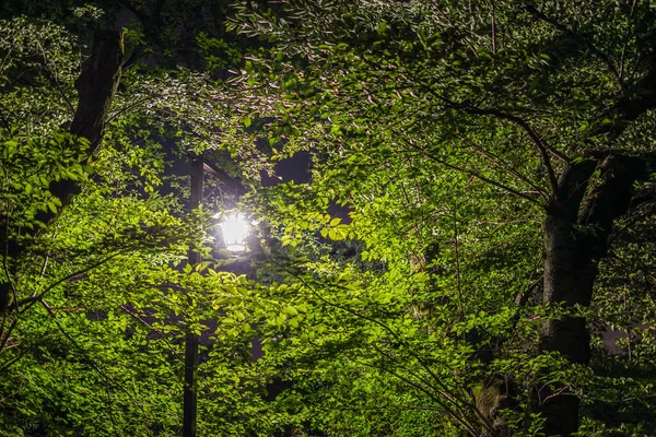 Νύχτα Του Πάρκου Ινοκασίρο Τοποθεσία Τόκιο Musashino City — Φωτογραφία Αρχείου